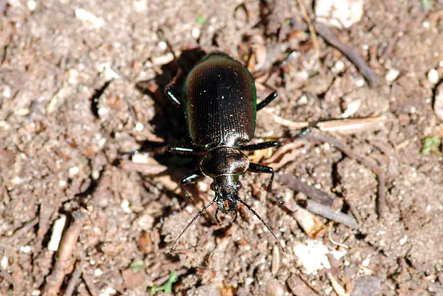 4 Carabidae: Calosoma inquisitor !